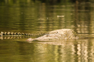 mugger crocodile
