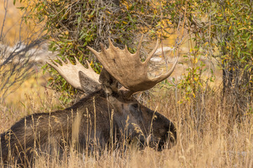 Bull Moose Bedded in Fall