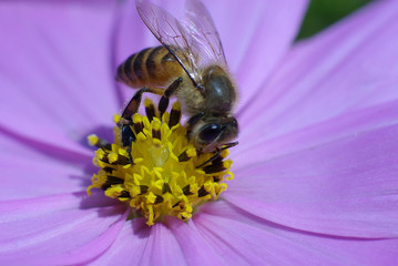 Close up of  a bee working hard on the yellow stamens with pink purple petals