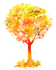 Naklejka na ściany i meble Watercolor drawing of autumn tree, golden toned, on white