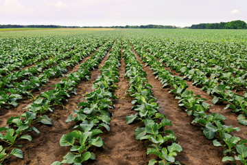 Cabbage field landscape