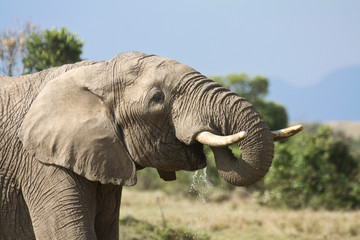 African elephant drinking