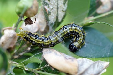 Gefrässige Raupe vom Buchsbaumzünsler (Cydalima perspectalis), eine eingeschleppte Raupe, sie können Schäden durch Kahlfraß an Buchsbäumen verursachen