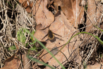 Bee flies Bombyliidae. Ginger colour furry fly looks like moths or mimics bumblebees and bees. Insect macro shot close-up