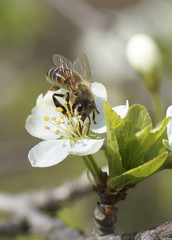 The bee sits on a white flower.