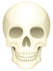 Vector illustration of a human skull.