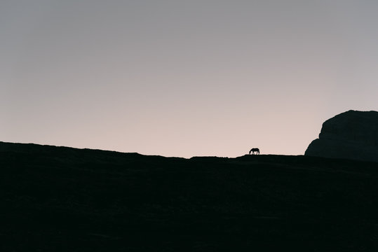 Pferd bei Sonnenaufgang an der Lavaredo H&uuml;tte in den Dolomiten, Italien
