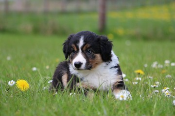 border collie welpe portrait