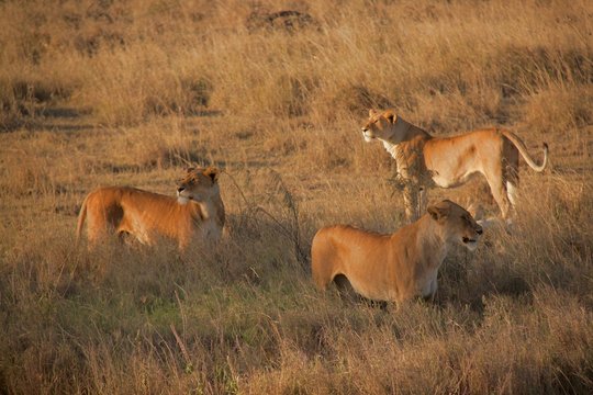 Lion Pack