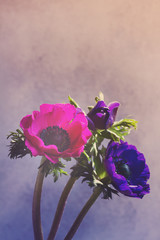 Fresh colorful blue and pink anemones flowers on gray stone background, retro toned