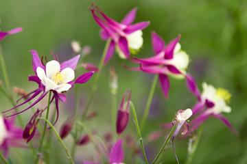 Fototapeta premium Beautiful Aquilegia in a garden
