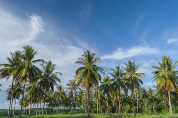 Fototapeta na wymiar Coconut tree plantation.