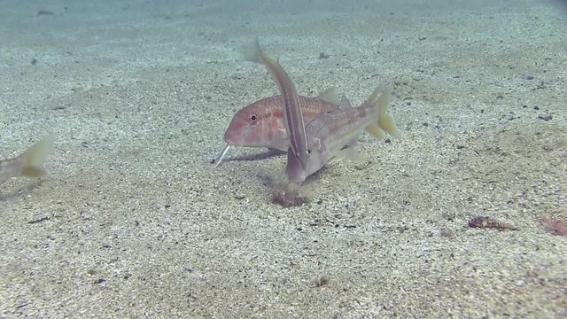 Costa Brava, diving the Mediterranean sea, School of fish, Spain