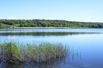 View of the forest from the shore of the pond