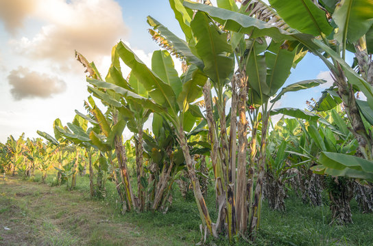 Banana tree plantation with sunshine.
