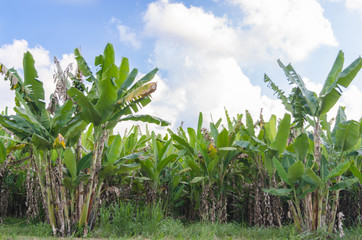 Banana tree plantation with daylight.