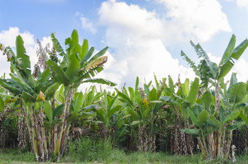 Banana tree plantation with daylight.