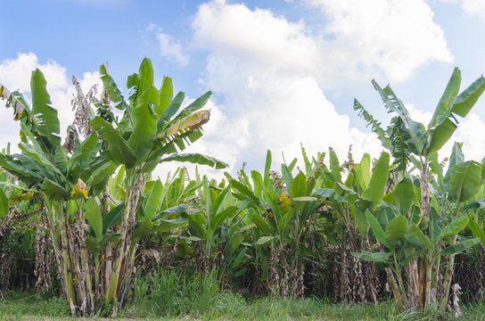 Banana tree plantation with daylight.