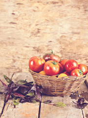 Fresh tomatoes in a goat and purple basil