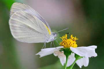 Close up of white Butterfly on White Flower with Yellow stamens
