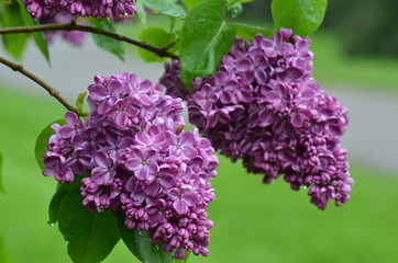 springtime purple lilac flowers 
