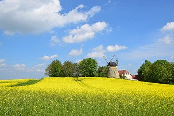 Obraz premium Rodenberger Windmühle im gelben Rapsblütenmeer