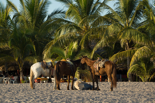 horses at the beach in mexico 