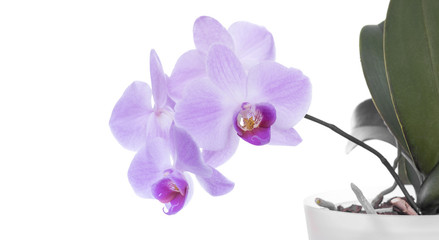 Orchid on a white background.