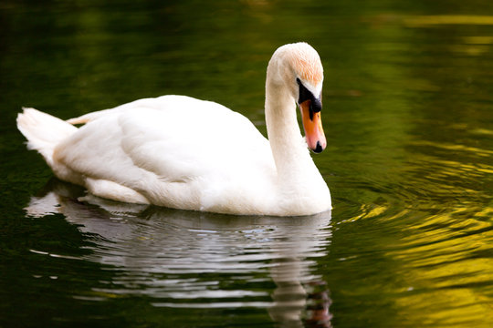 A beautiful Swan floats on the pond