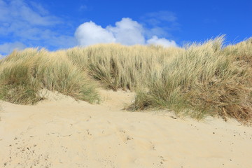 Dünen bei Renesse