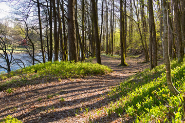 Path through the green forest floor next to the salmon river Tovdalselva, in Kristiansand, Norway
