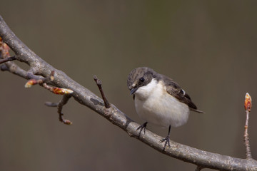 A small singing bird on a branch - Flycatcher. Spring