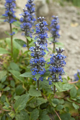 Ajuga reptans