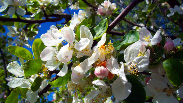 spring fiowers