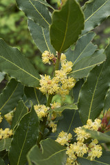 Laurus nobilis