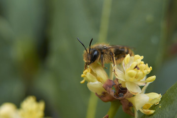 Laurus nobilis