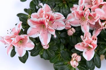 Azalea 2