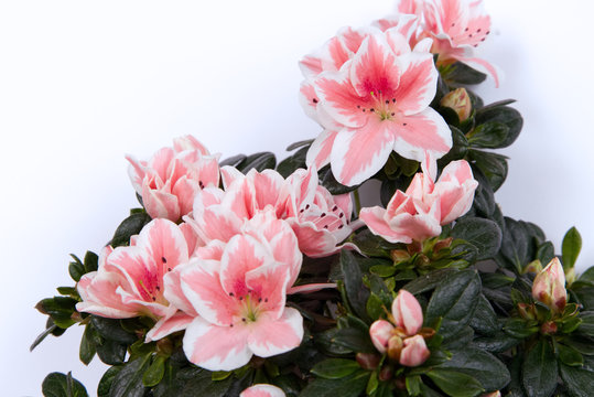 Azalea 1