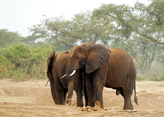 Obraz premium Elephants in Kazinga Channel, Uganda