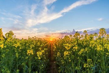 Lower view over rapeseed field with yellow blooms on sunset