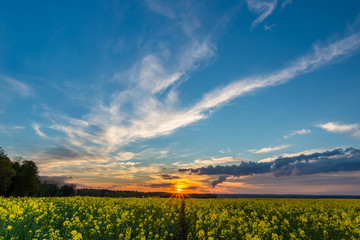Fototapeta na wymiar Photo of rapeseed field with sunset and nice cloudscape