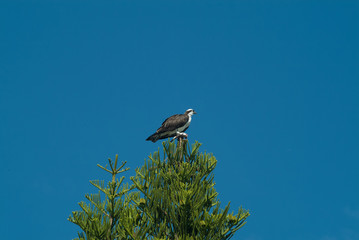 osprey