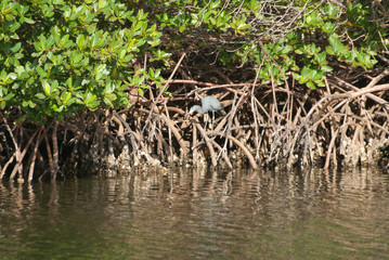 little blue heron