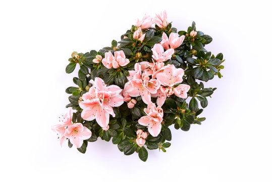 Azalea