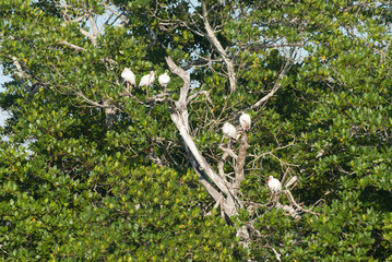 ibis