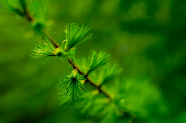 Beautiful Larch branch with green blurred background. Closeup of European Larch, (Larix Decidua).