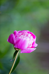 Purple peony in the evening garden