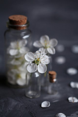 White flowers of cherry in small bottles on a concrete background