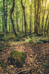 Forest in Michigan