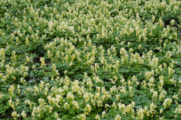 Fototapeta na wymiar Green forest background of grass and flowers